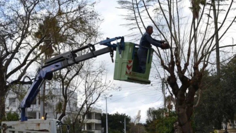 Εργασίες κλαδέματος δέντρων του Δήμου Χανίων