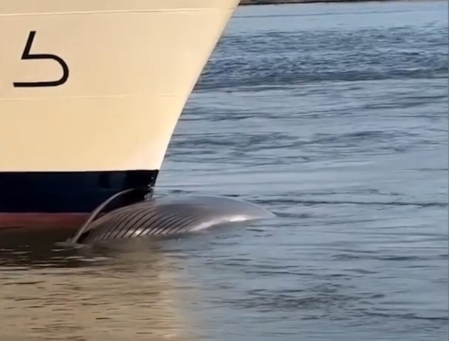 Νεκρή φάλαινα 13,5 μέτρων βρέθηκε στην πλώρη κρουαζιερόπλοιου – Επιστήμονες αναζητούν το πώς