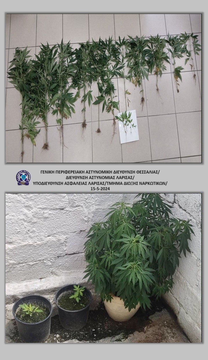 Λάρισα: Είχε σε γλάστρες στην αυλή του 18 δενδρύλλια χασίς