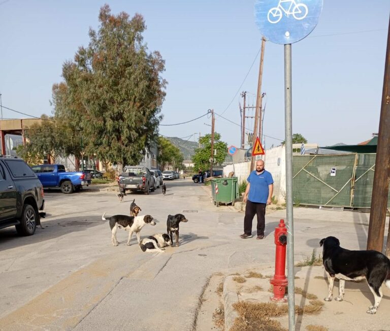 Σημαντική αύξηση των αδεσπότων στο δήμο Βόλου