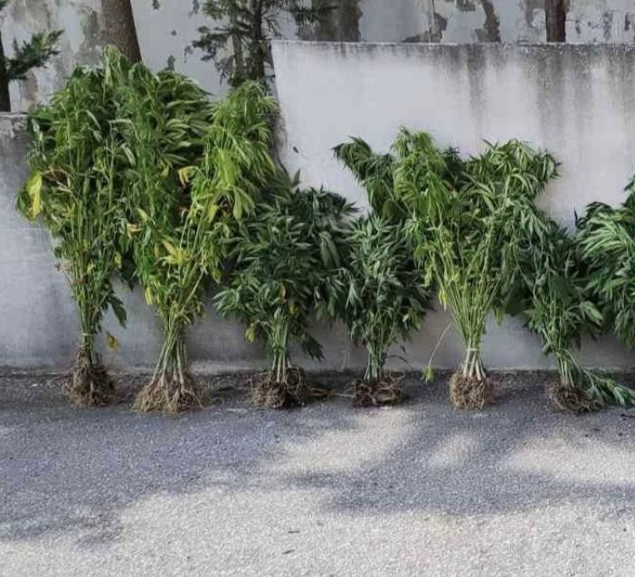 Θεσσαλονίκη: Σύλληψη για παράνομη καλλιέργεια δενδρυλλίων κάνναβης