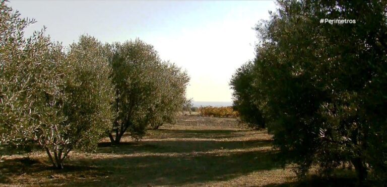 Καταστροφές σε ελιές λόγω παρατεταμένης ανομβρίας