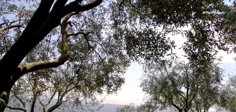 Χρυσό βραβείο ποιότητας για το ελαιόλαδο Ιμέρων