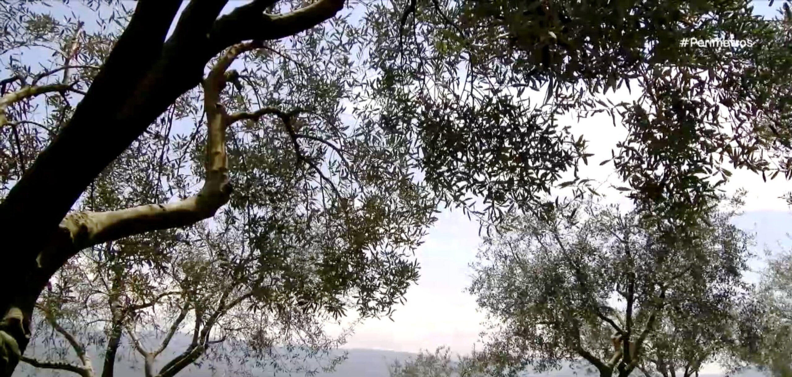 Χρυσό βραβείο ποιότητας για το ελαιόλαδο Ιμέρων