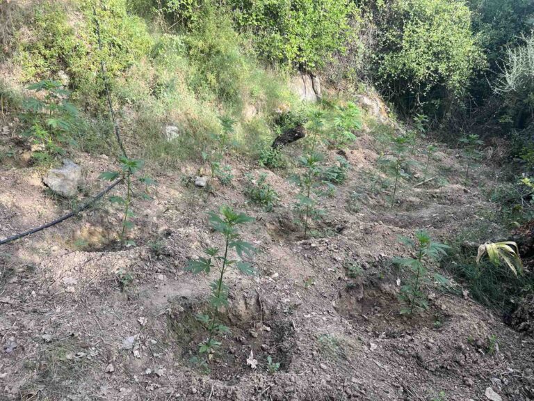 Τρεις φυτείες με 99 δενδρύλλια κάνναβης εντοπίστηκαν στον Μυλοπόταμο Ρεθύμνου