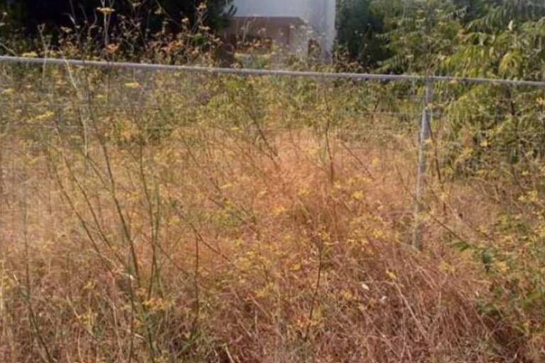 Βόλος: Τέθηκε σε λειτουργία η πλατφόρμα δήλωσης καθαρισμού οικοπέδου