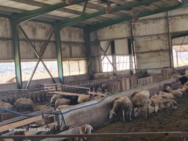 Με νερό από το επιβαρυμένο δίκτυο συνεχίζουν να ποτίζουν τα ζώα σε Ριζόμυλο και Στεφανοβίκειο – Σύσταση από την Περιφέρεια