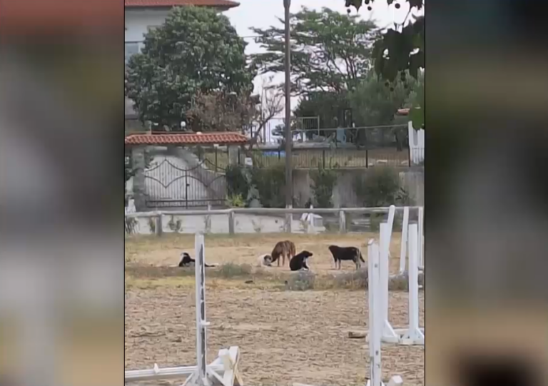 Συγκλονίζει 44χρονη που δέχτηκε επίθεση από σκυλιά στη Θεσσαλονίκη: “Ήταν σαν να ήμουν η τροφή τους”