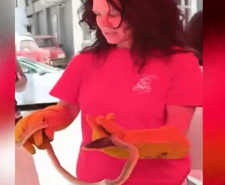 Θεσσαλονίκη: Φίδι πάνω σε δέντρο αναστάτωσε τους κατοίκους της Καλαμαριάς