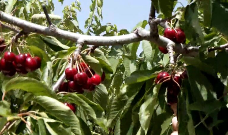 Η 27η Γιορτή Κερασιού στις Αμυγδαλιές Γρεβενών