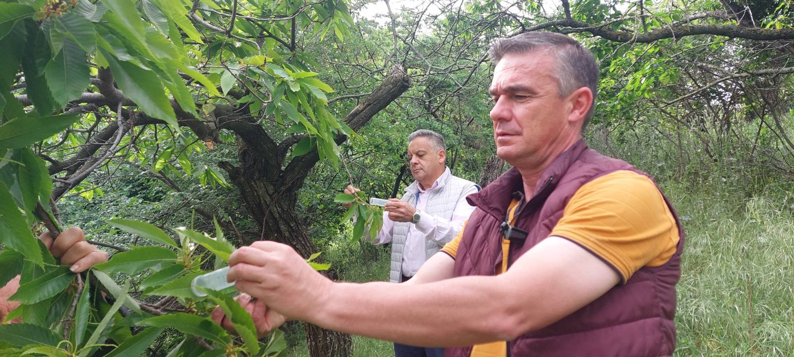 Πρόγραμμα για την βιολογική καταπολέμηση της σφήκας της καστανιάς στη Θεσσαλία