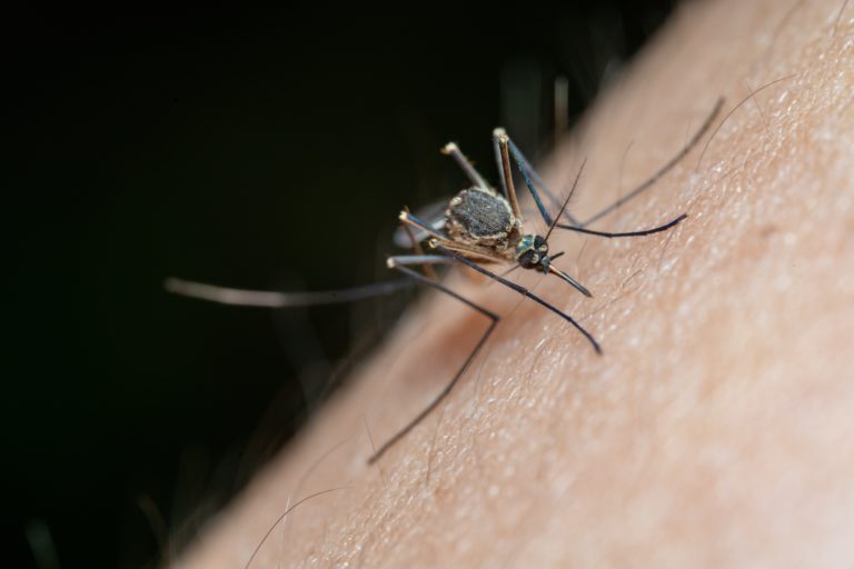 Θεσσαλονίκη: Στο 30% της περσινής χρονιάς η όχληση φέτος από τα κουνούπια