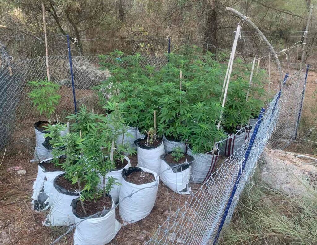 Συνελήφθη 44χρονος για καλλιέργεια 27 δενδρυλλίων κάνναβης σε δύσβατη δασική περιοχή στην Λέσβο