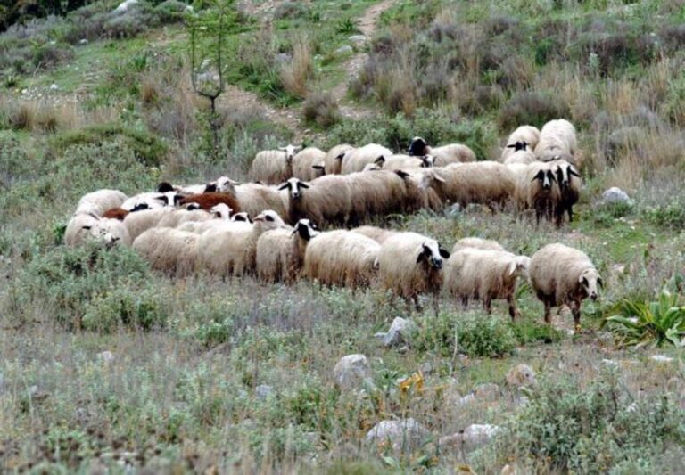 Σε απόγνωση οι κτηνοτρόφοι του Έβρου – Μετρούν τις πληγές τους από την ξηρασία και τις πυρκαγιές