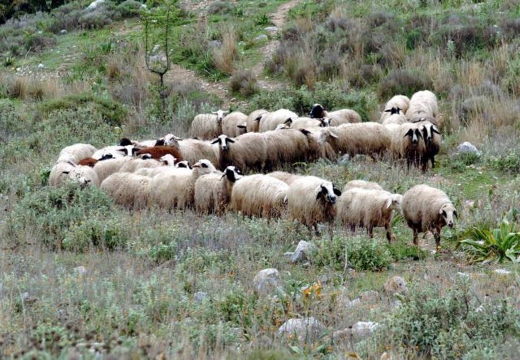 Σε απόγνωση οι κτηνοτρόφοι του Έβρου – Μετρούν τις πληγές τους από την ξηρασία και τις πυρκαγιές