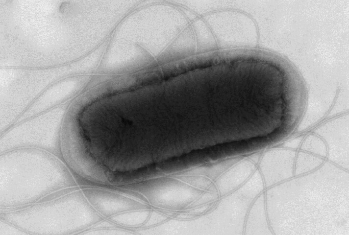 s712_E.coli