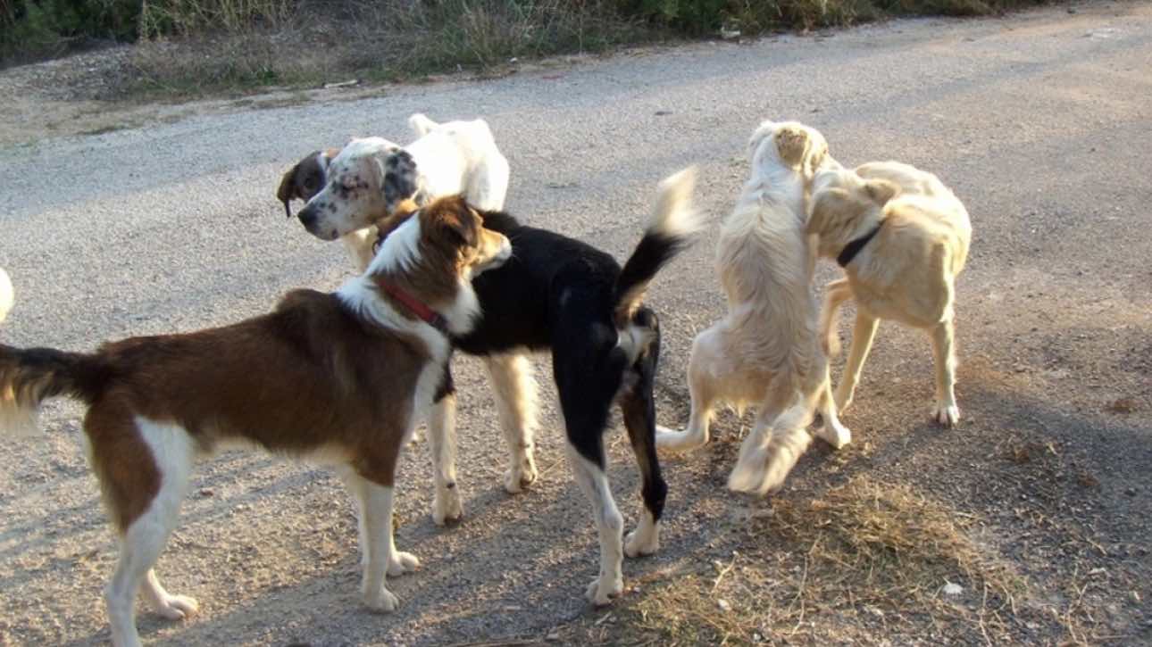 Θεσσαλονίκη: Συνελήφθη ο αρμόδιος αντιδήμαρχος του Δήμου Πυλαίας Χορτιάτη μετά από επίθεση αδέσποτων σε 44χρονη – Αφέθηκε προσωρινά ελεύθερος