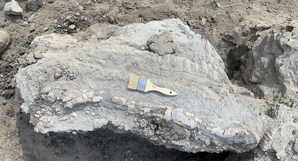 US kids discover remains of teen T-Rex in North Dakota