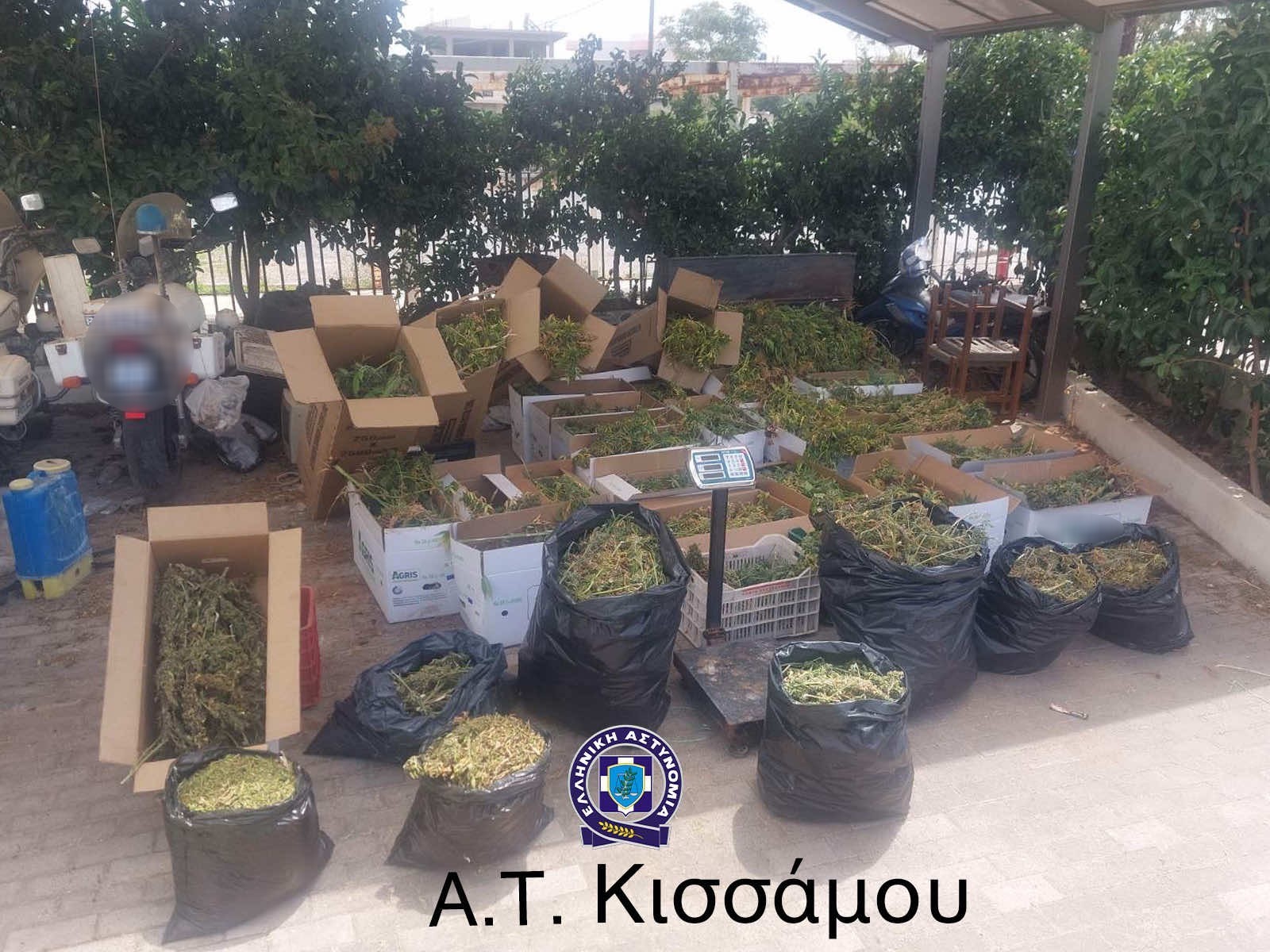 Κίσσαμος: Κατασχέθηκαν 1.050 δενδρύλλια και σχεδόν 32 κιλά κάνναβη – Δύο συλλήψεις (βίντεο)
