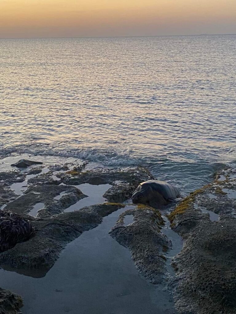 Χανιά: Μία ακόμη φωλιά χελώνας Caretta caretta εντοπίστηκε στο Σταυρό (βίντεο-φωτο)