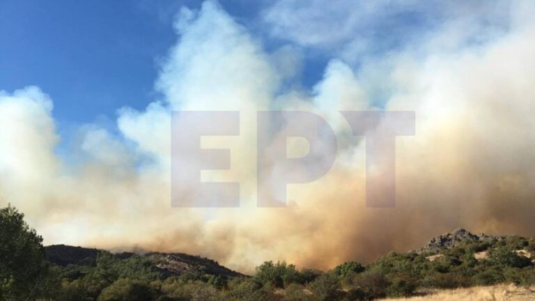 Αλεξανδρούπολη: E. Γκουντούνας “Η εικόνα στο Δάσος της Δαδιάς είναι πολύ πιο αισιόδοξη ένα χρόνο μετά την πυρκαγιά” 