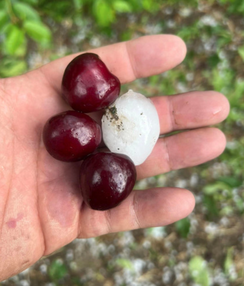 Έδεσσα: Χαλάζι σε μέγεθος καρυδιού -Καταστροφές σε καλλιέργειες ακόμη και στο 100%
