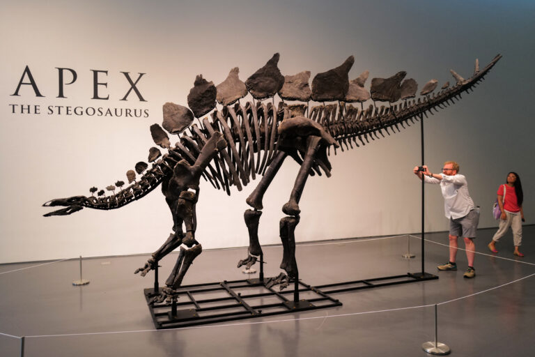 Σε τιμή ρεκόρ πωλήθηκε ο στεγόσαυρος «Apex» σε δημοπρασία στη Νέα Υόρκη