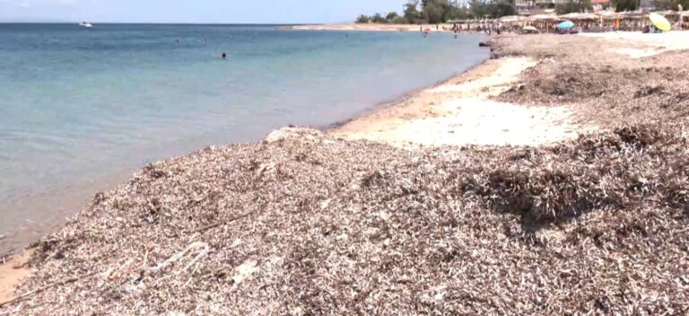 «Βουνά» από φύκια δημιουργούν αποκρουστική εικόνα στην παραλία της Ποτίδαιας
