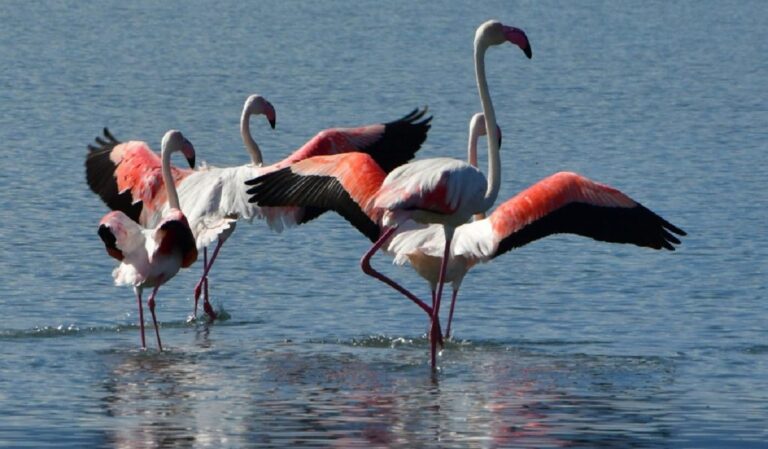Περιοχές Natura: Προστασία με κανόνες και σεβασμό στο περιβάλλον – Η Ελλάδα διαθέτει 446 τέτοιες περιοχές