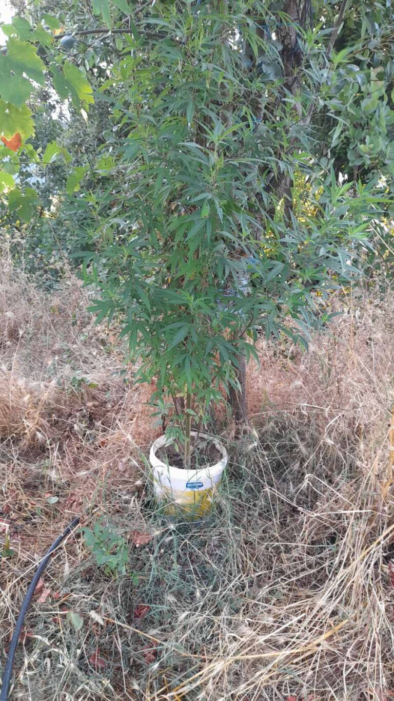 Άρτα: Καλλιεργούσε σε δασώδη περιοχή κοντά στο σπίτι του 11 δενδρύλλια κάνναβης