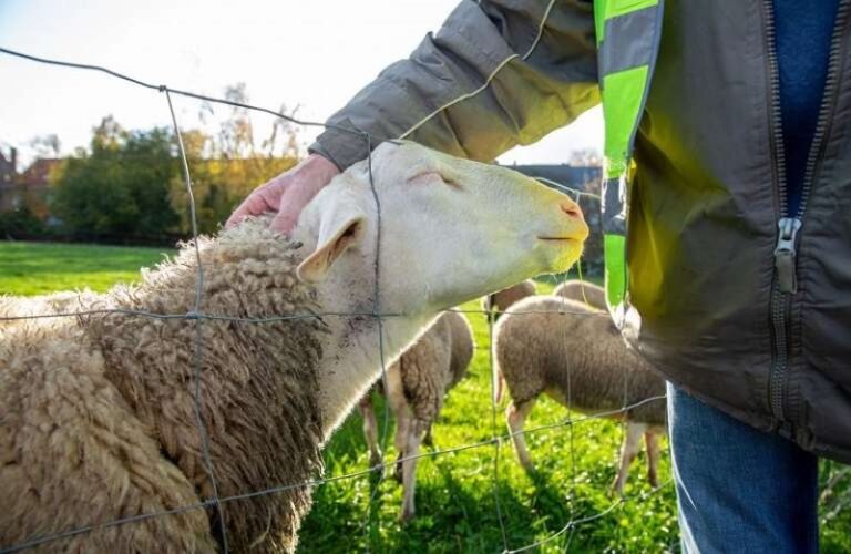Μέτρα προστασίας μετά από κρούσμα μελιταίου στον Άγιο Ιωάννη Πύργου