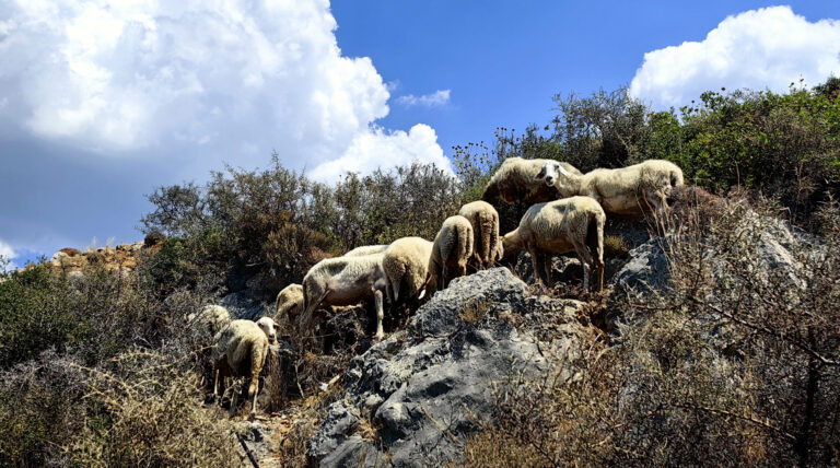 Χρ. Κέλλας στο ERTNews: Aναφορές για κρούσμα στη Δυτική Αττική – Στόχος ο περιορισμός της νόσου