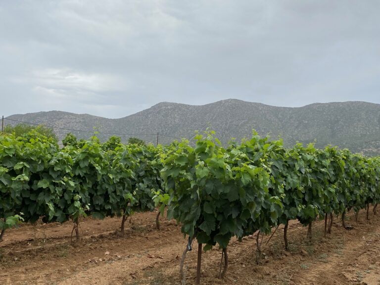 Έρμαιο της λειψυδρίας και του καύσωνα τα αμπέλια της Κρήτης – Δραματική μείωση στην παραγωγή