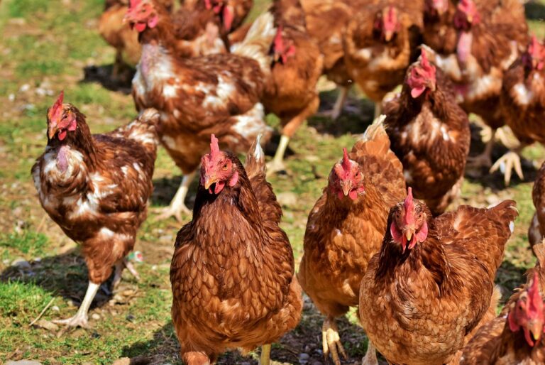 chicken-4155959_1280-768x514