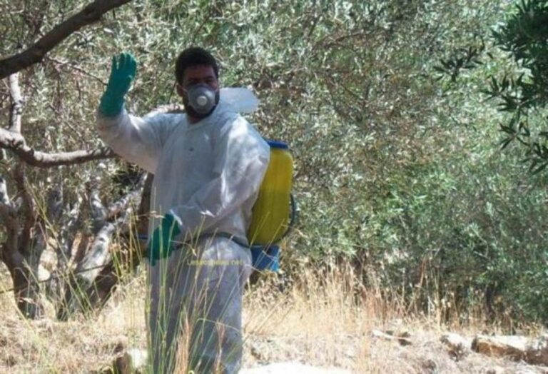 Ψεκασμοί για τον δάκο της ελιάς στους δήμους Τεμπών και Ελασσόνας
