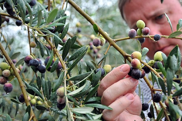 Λέσβος: Τελευταία διαβροχή κατά του δάκου (audio)