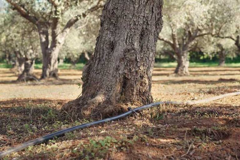 Κρήτη: Ενημέρωση για την ελλειμματική άρδευση ελιάς – Λύση στη μειωμένη διαθεσιμότητα αρδευτικού νερού
