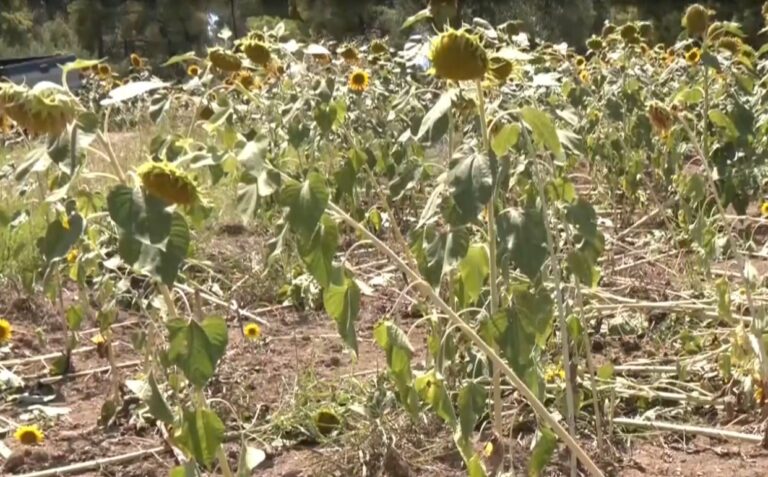 Χαλκιδική: Μεγάλες καταστροφές σε καλλιέργειες προκάλεσαν αγριογούρουνα