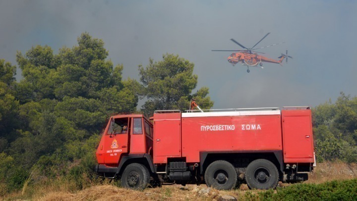 Δάσος Μουριών: Αλώβητο από την πυρκαγιά το διατηρητέο μνημείο της φύσης με τα αιωνόβια δέντρα