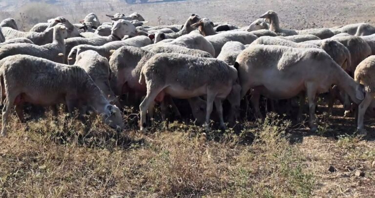 Συναγερμός για τα κρούσματα πανώλης σε αιγοπρόβατα – Τα μέτρα και οι εντατικοί έλεγχοι