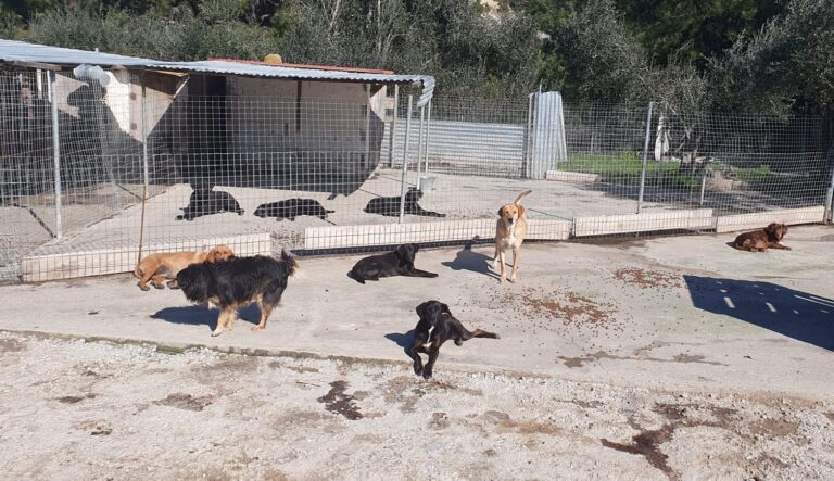 Στην τελική ευθεία η εξεύρεση χώρου για την δημιουργία καταφυγίου ζώων στην Σάμο