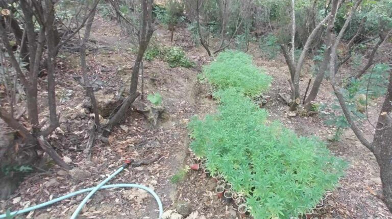 Σχεδόν 1.000 δενδρύλλια κάναβης σε κρυμμένη φυτεία στην Κοζάνη – Τρεις συλλήψεις