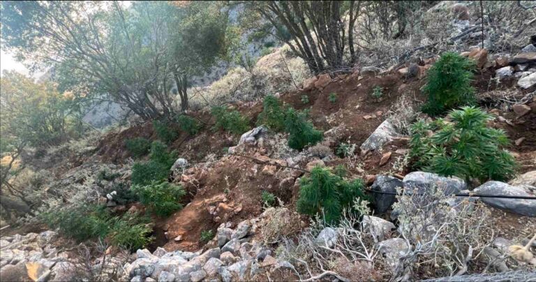 Ρέθυμνο: Εντοπίστηκαν 7 φυτείες δενδρυλλίων κάνναβης με 197 δέντρα