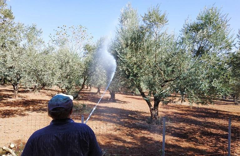 Συνεχίζεται ο β’ γύρος δολωματικών ψεκασμών στον Δήμο Αποκορώνου