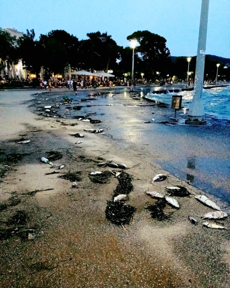Ψάρια του γλυκού νερού αυτά που ξεβράζονται στην παραλία του Βόλου