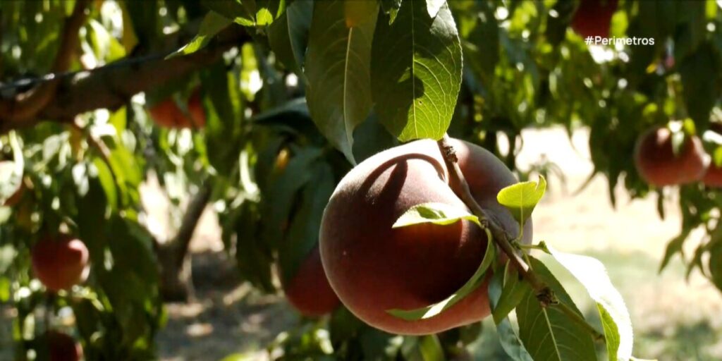 Αδιάθετες  ποσότητες βιομηχανικών ροδακίνων στην Εορδαία