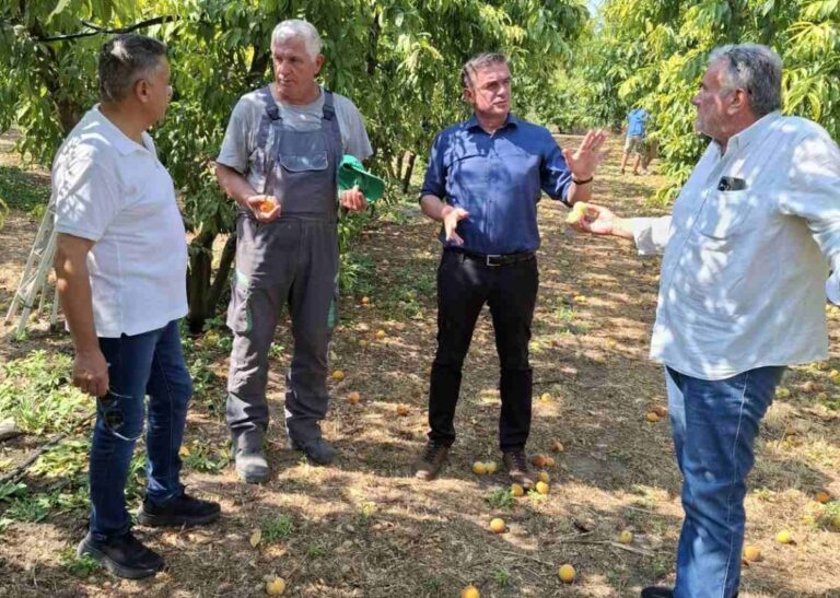 Φαινόμενο παραμόρφωσης ροδάκινων σε καλλιέργειες της Θεσσαλίας
