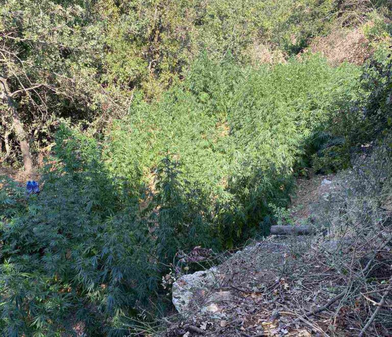 Νέα αστυνομική επιχείρηση στα Χανιά: Πάνω από 1.300 δενδρύλλια κάνναβης σε τέσσερις “ορφανές” φυτείες