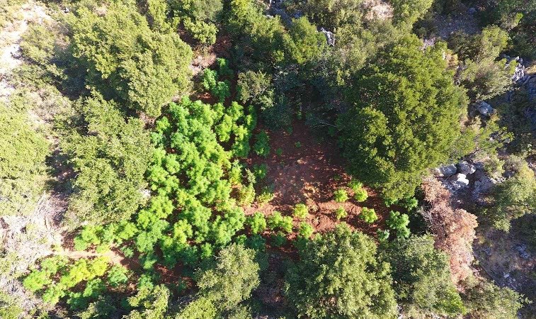 Μεσσηνία: 4 «ορφανές» χασισοφυτείες με περισσότερα από 500 φυτά εντόπισε η Αστυνομία στη Νέδουσα
