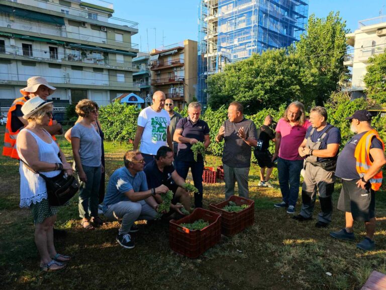Σήμερα ο τρύγος στον αμπελώνα στο κέντρο της Θεσσαλονίκης λόγω καύσωνα- Αγγελούδης: «Ανάγκη τέτοιες πράσινες οργανωμένες νησίδες»